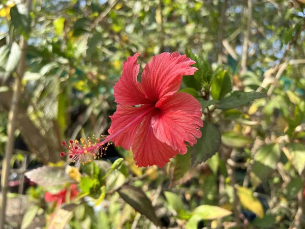 Flor Hibisco Rojo Jardín Natural — Foto de Stock