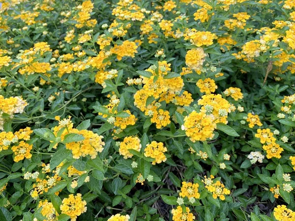 Żółty Kwiat Lantana Ogrodzie Przyrody — Zdjęcie stockowe