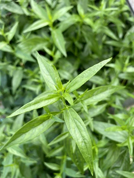 Andrographis Paniculata Plant Nature Garden — Stock Photo, Image