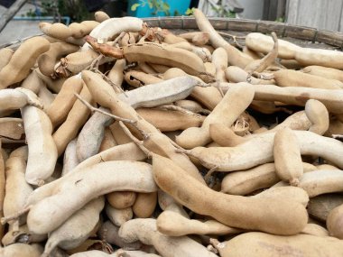 Yerdeki kuru demirhindi.