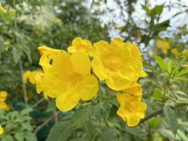 Amarelo Tecoma Stans Flor Jardim Natureza — Fotografia de Stock