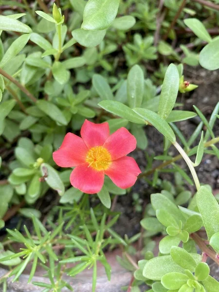 Růžový Purpurový Květ Zahradě Přírody — Stock fotografie