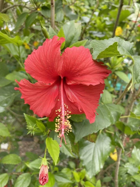 Rode Hibiscus Bloem Natuur Tuin — Stockfoto