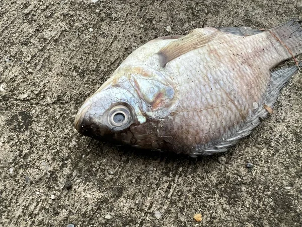 Peces Muertos Del Nilo Suelo Cemento — Foto de Stock