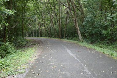 Chonburi, Tayland 'da ormanda yol.