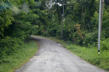 Chonburi, Tayland 'da ormanda yol.