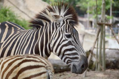 Zebrayı doğa bahçesine kapatın.