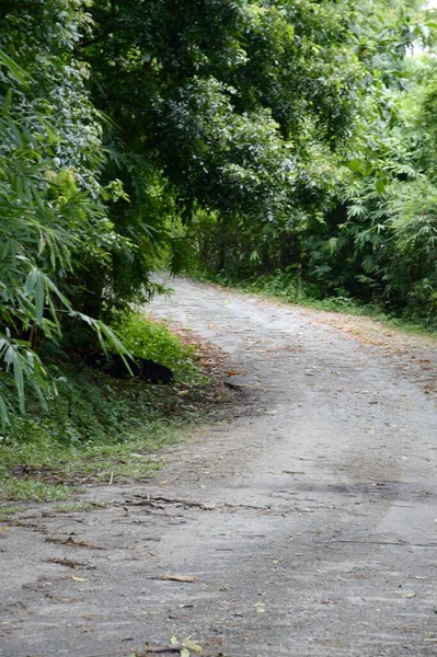 Дорога Лісі Чонбурі Таїланд — стокове фото