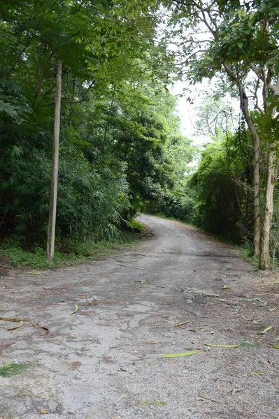 Straße Wald Bei Chonburi Thailand — Stockfoto