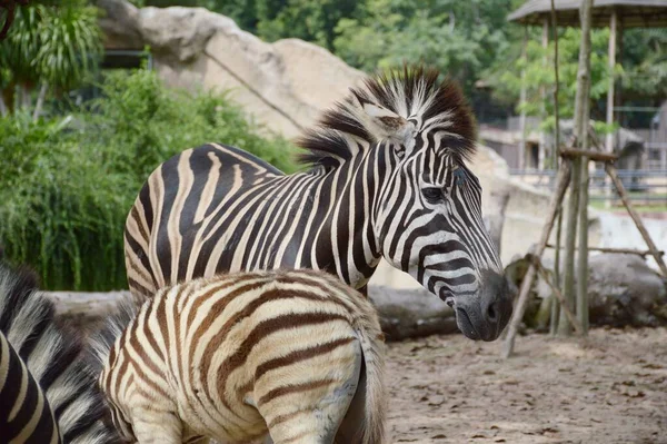Zebra Aus Nächster Nähe Naturgarten — Stockfoto