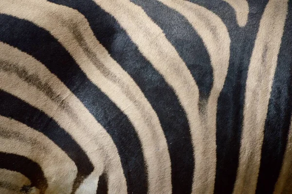 close up zebra fur texture