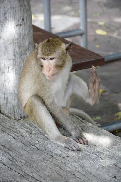 Close Cute Monkey Garden — Stock Photo, Image