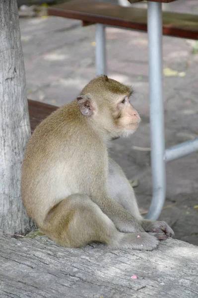 Close Cute Monkey Garden — Stock Photo, Image