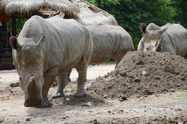 Lindo Rinoceronte Granja Campo —  Fotos de Stock