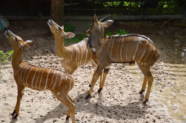 Rehe Freier Natur — Stockfoto