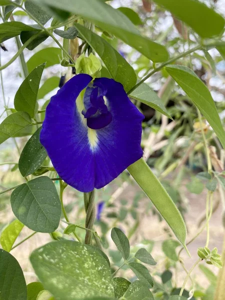 Mavi Klitorya Doğa Bahçesinde Ternatif Çiçek — Stok fotoğraf
