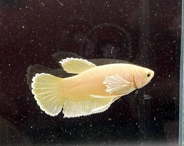 Gold Halfmoon betta fish on black background