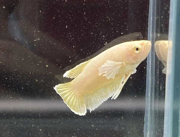 Gold Halfmoon Beta Fisch Auf Schwarzem Hintergrund — Stockfoto