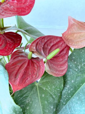 Doğa Bahçe kırmızı flamingo çiçeği