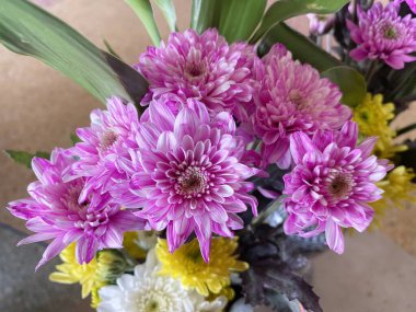 Kavanozda pembe kasımpatı çiçeği