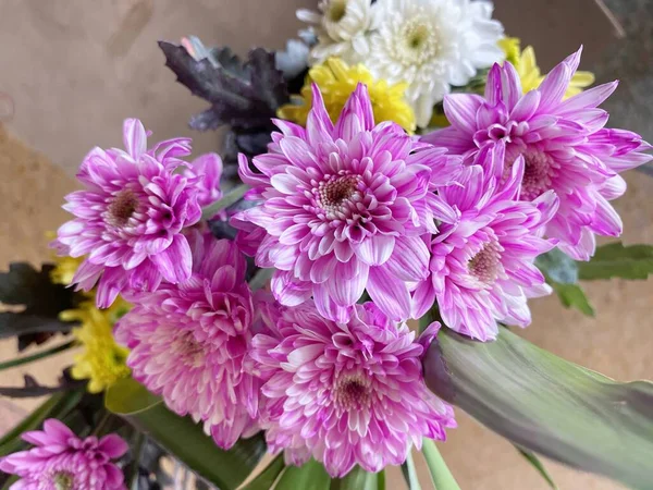 Pink Chrysanthemum Flower Jar — Stock Photo, Image