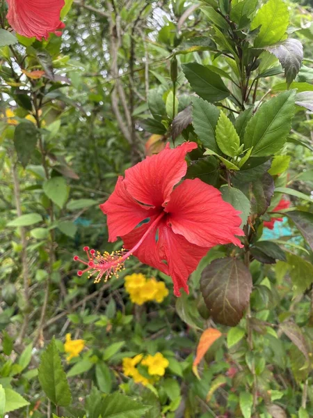 自然園の赤いハイビスカスの花 — ストック写真