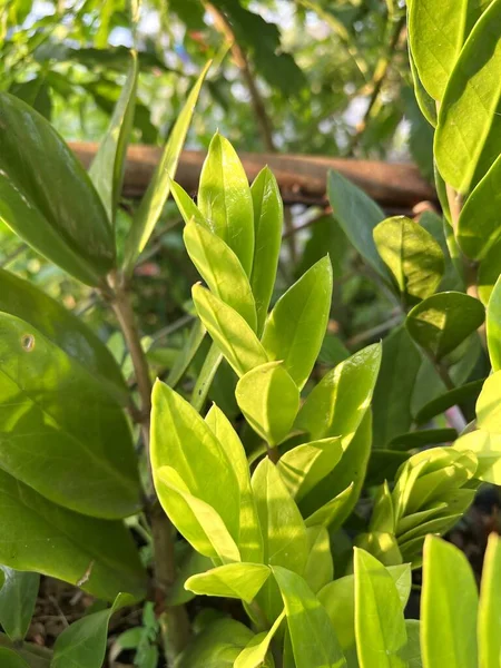 Zanzibar Gem Plant Nature Garden — Stock Photo, Image