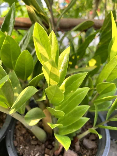 Zanzibar Mücevher Bitkisi Doğa Bahçesinde