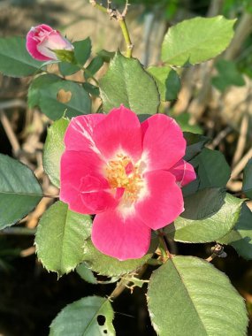 Doğa bahçesinde pembe gül çiçeği