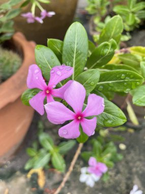 Doğa bahçesinde pembe Catharanthus gülü