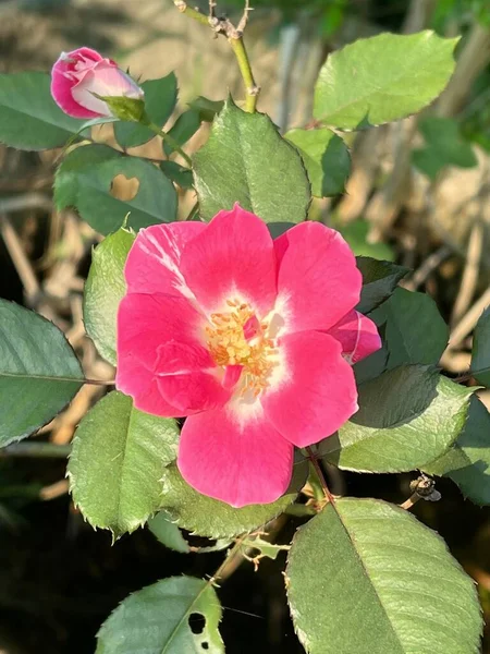 Doğa bahçesinde pembe gül çiçeği