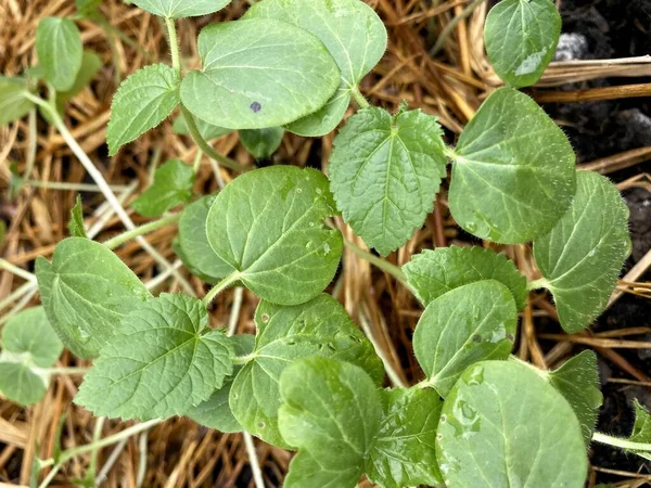 Planta Abelmochus Esculentus Verde Jardim Natureza — Fotografia de Stock