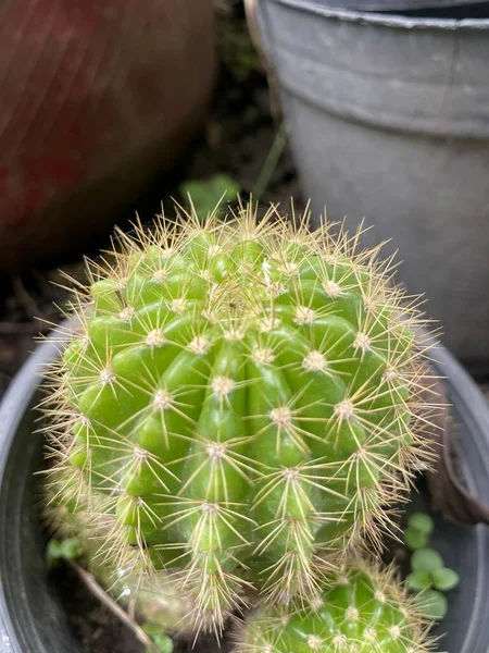 Kaktusbaum Naturgarten — Stockfoto