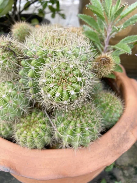 Arbre Cactus Dans Jardin Naturel — Photo