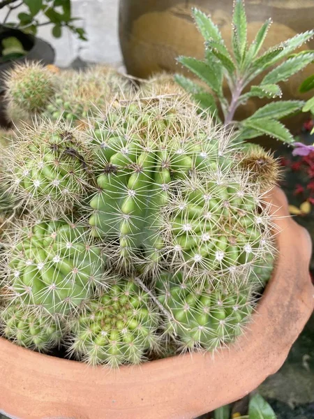 Arbre Cactus Dans Jardin Naturel — Photo