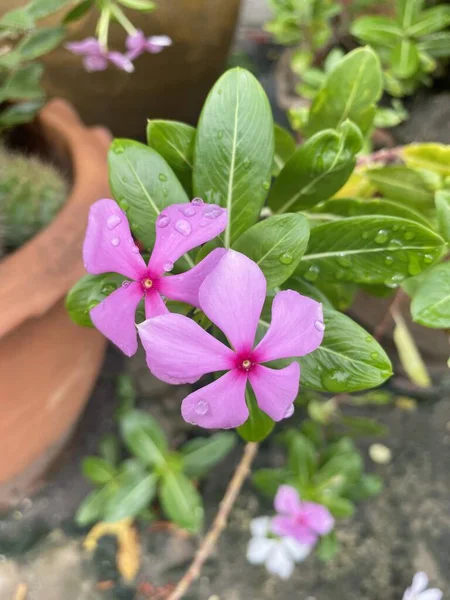 Doğa bahçesinde pembe Catharanthus gülü