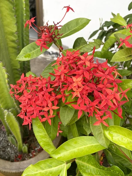 Flor Ixora Vermelha Jardim Natureza — Fotografia de Stock