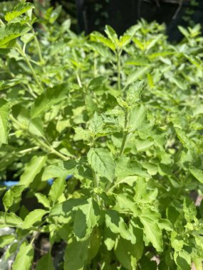 Doğa bahçesinde fesleğen çiçeği