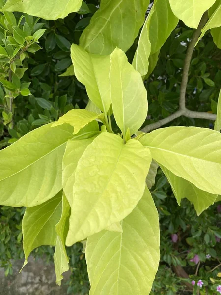 Pisonia Grandis Baum Naturgarten — Stockfoto