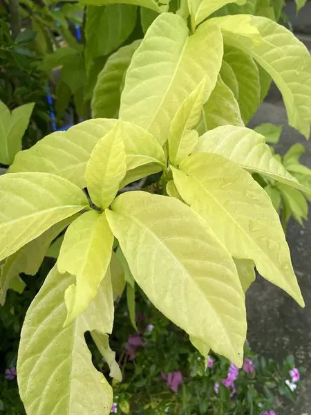 Pisonia Grandis Baum Naturgarten — Stockfoto