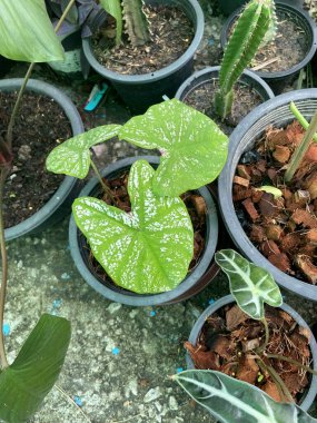 kaladyum bicolor yaprakları doğa bahçesinde