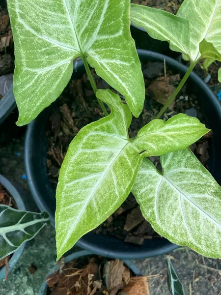 Caladium Bikolor Dedaunan Kebun Alam — Stok Foto