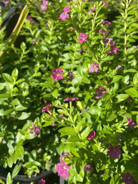 Doğa Bahçesinde Sahte Funda Çiçeği — Stok fotoğraf