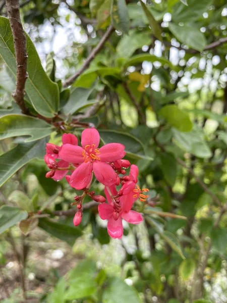 Цветок Ятрофы Саду Природы — стоковое фото