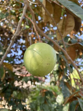 Krisophyllum cainito ya da ağaçta asılı yıldız elması, caimito meyvesi