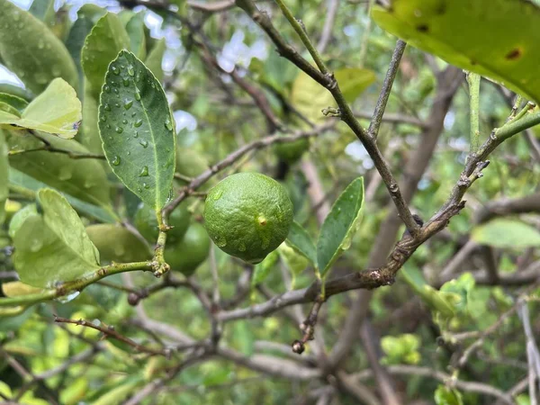 Linde Boom Natuur Tuin — Stockfoto