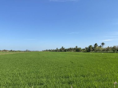 Çaçensao Tayland 'da pirinç tarlası