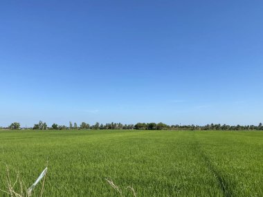 Çaçensao Tayland 'da pirinç tarlası