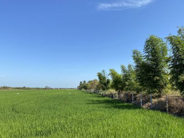 Çaçensao Tayland 'da pirinç tarlası
