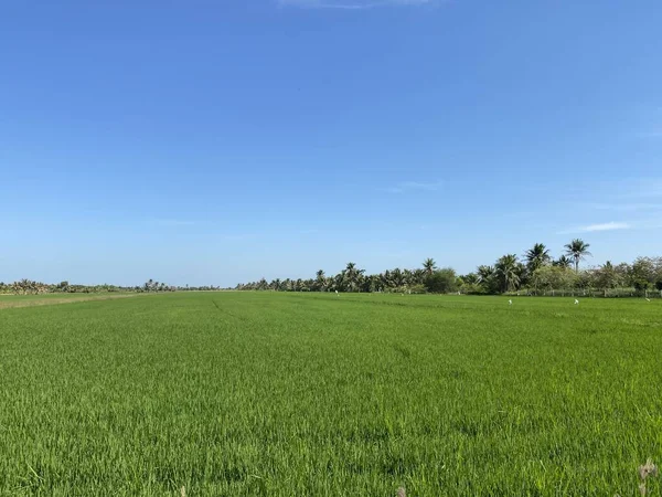 Рисовое Поле Стране Chachoengsao Таиланд — стоковое фото